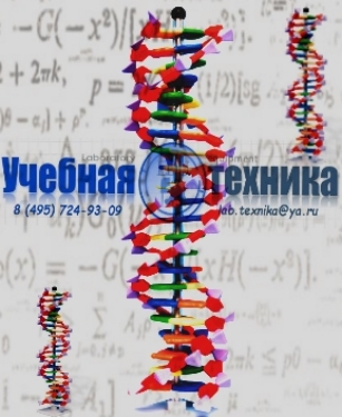 ДНК (DNK)